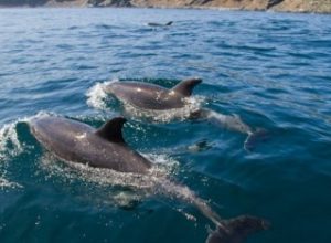 Pinguino-de-Humboldt-377x234