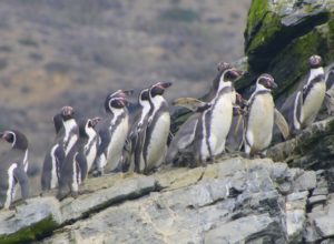 Reserva-pinguino-de-humboldt