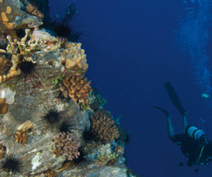 buceo_pta_choros